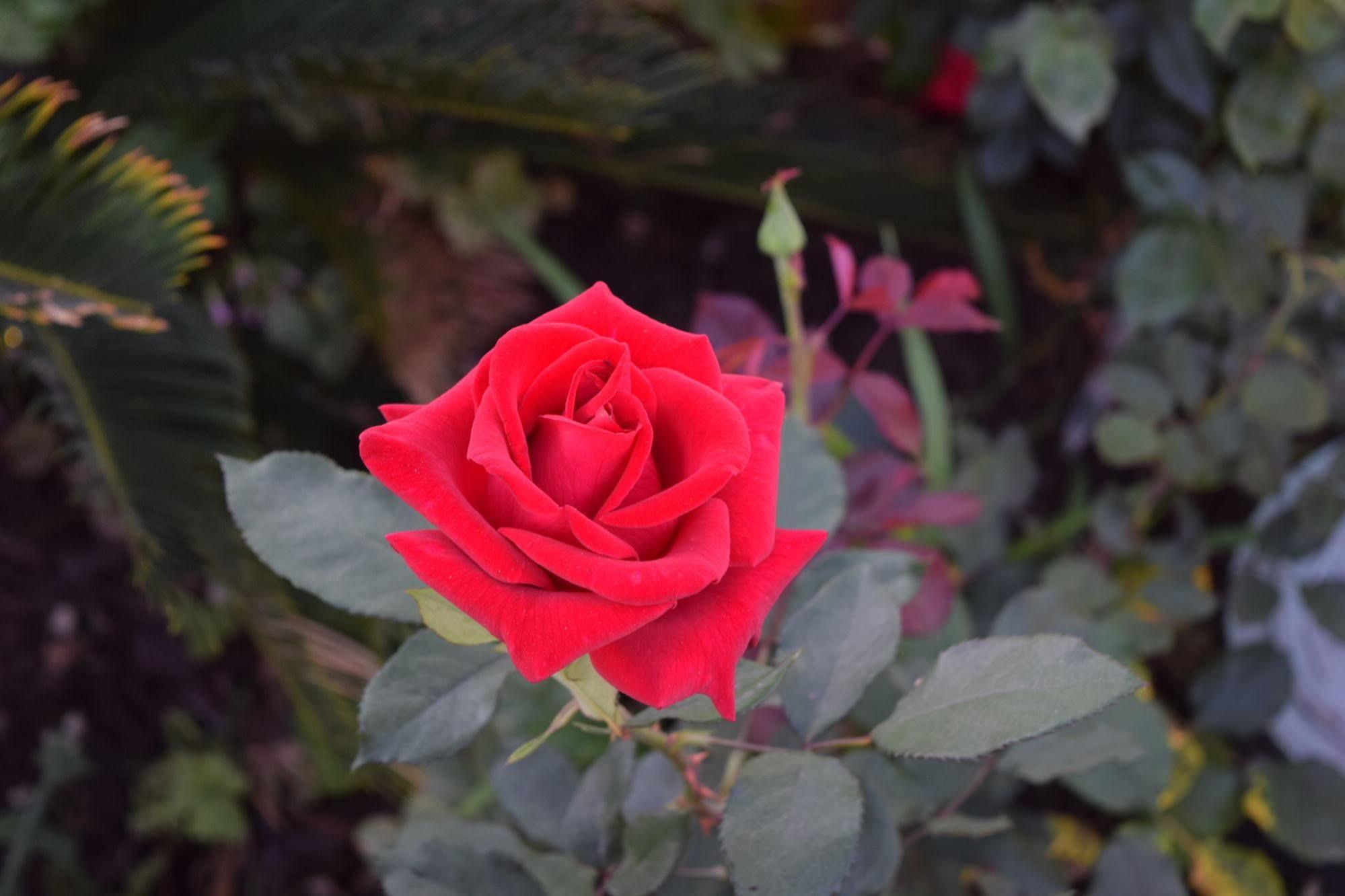 Rose Garden Inn Santa Barbara Exteriér fotografie